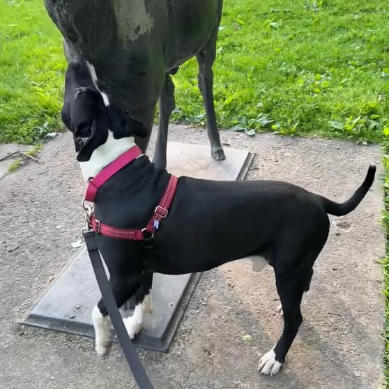 General Tso, a Adoptable Mixed Breed in Pittsburgh, PA image 5/6