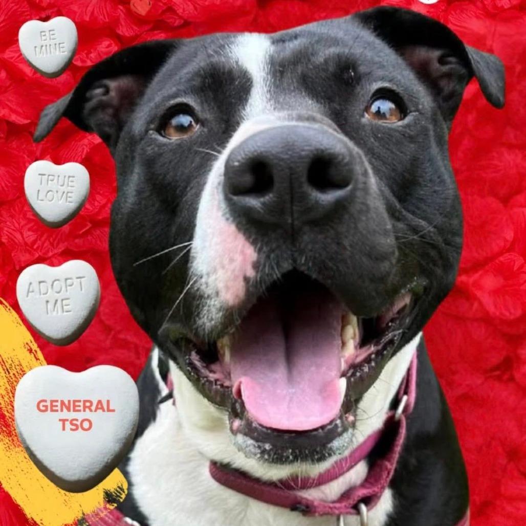 General Tso, Adoptable, Adult Male Mixed Breed.