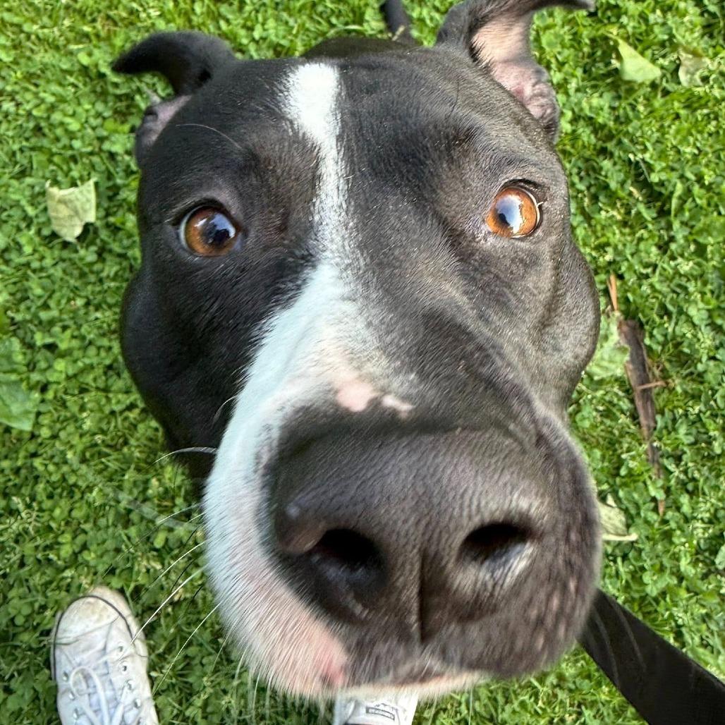 General Tso, a Adoptable Mixed Breed in Pittsburgh, PA image 6/6