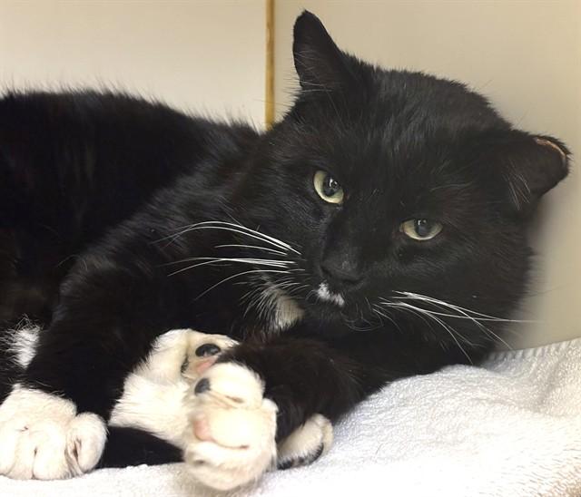 Enlarge ELI, a Adoptable Domestic Short Hair in Dedham, MA image 1/1