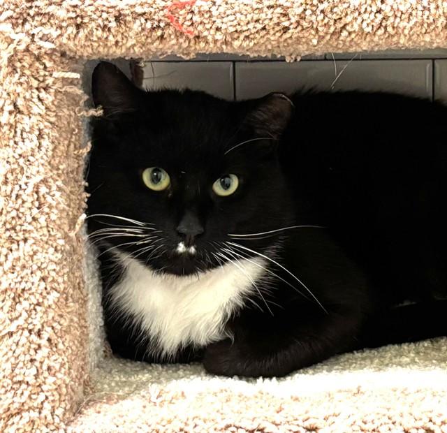 ELI, Adoptable, Young Male Domestic Short Hair.