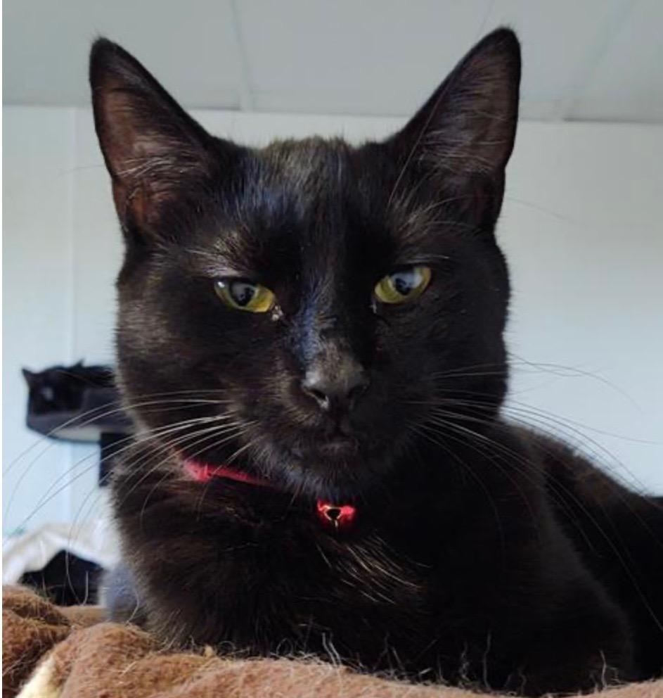 Enlarge Heath (Heather), a Adoptable mixed breed in Saginaw, MI image 1/1