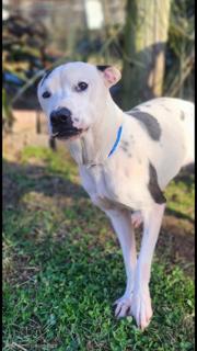 Lena, a Adoptable mixed breed in Manhasset, NY image 4/4