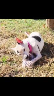 Lena, a Adoptable mixed breed in Manhasset, NY image 2/4