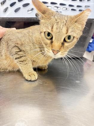 Whiskers, Adoptable, Adult Female Domestic Short Hair & Domestic Short Hair.