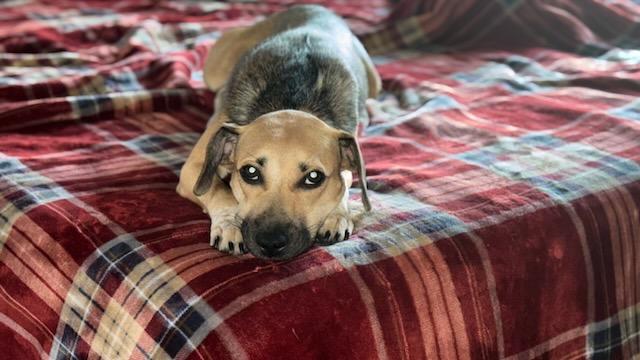 Piper, a Adoptable mixed breed in Crestview, FL image 1/2