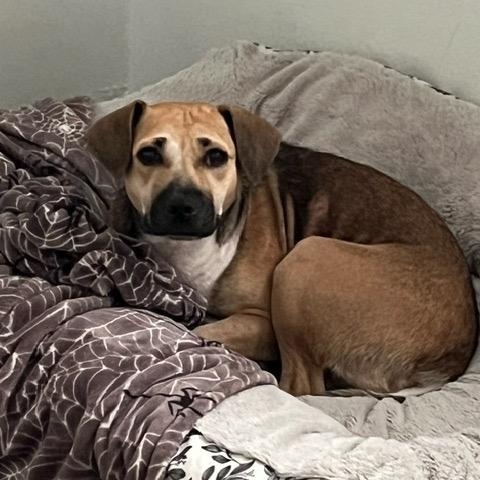 Piper, a Adoptable mixed breed in Crestview, FL image 2/2