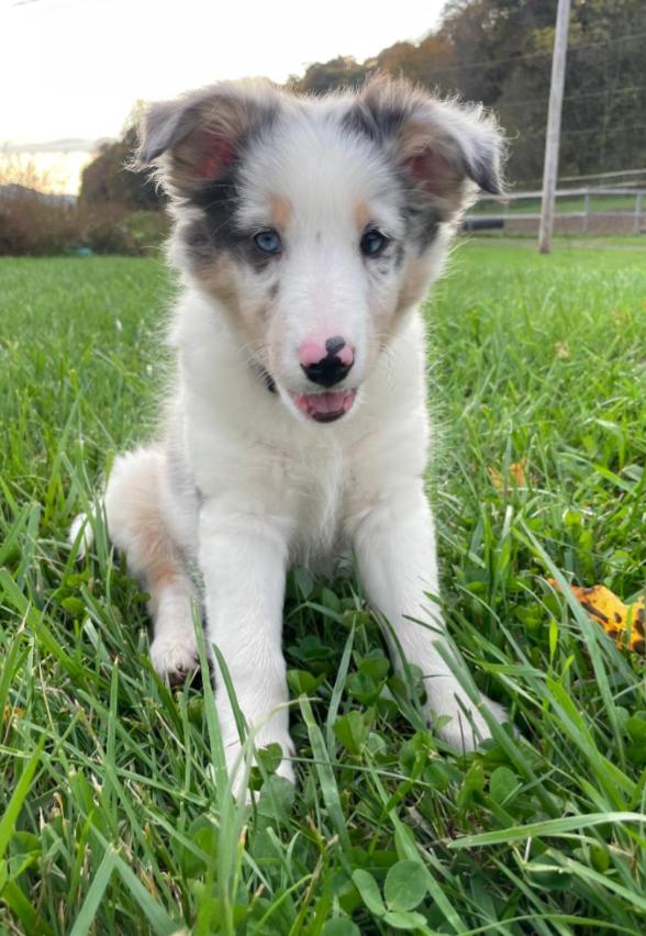 Enlarge JOLENE, a Adoptable Australian Shepherd in Carroll, OH image 2/2