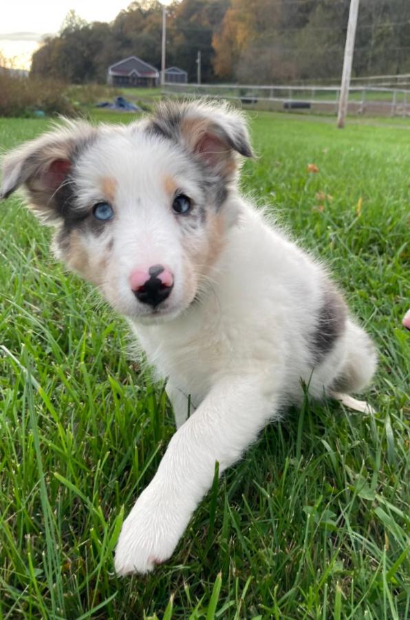 Enlarge JOLENE, a Adoptable Australian Shepherd in Carroll, OH image 1/2