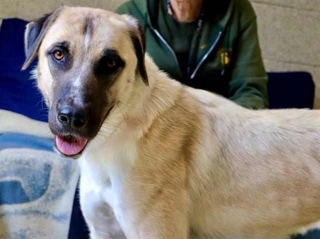 KALEA, Adoptable, Adult Female Anatolian Shepherd.