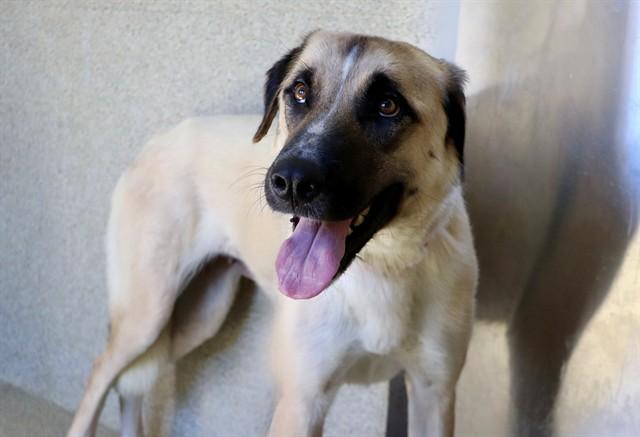 KALEA, Adoptable, Adult Female Anatolian Shepherd.