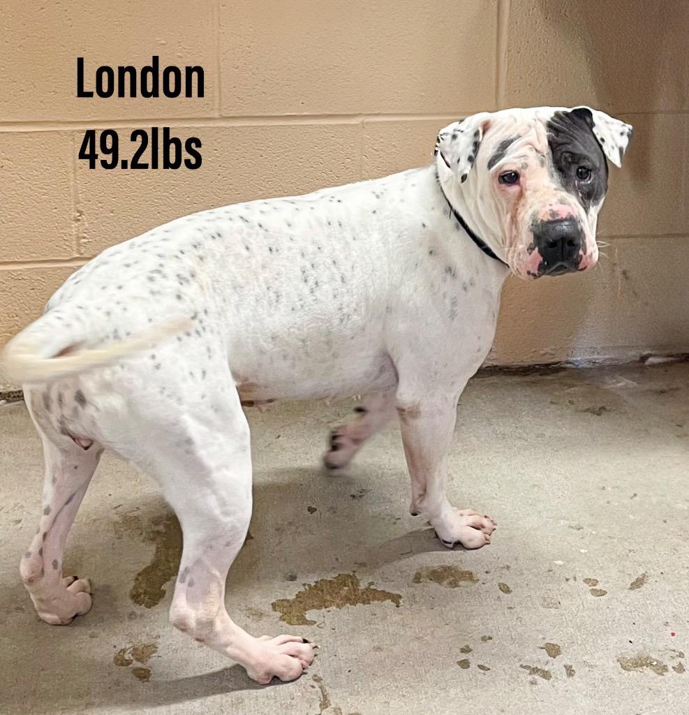 London, Adoptable, Adult Female Shar-Pei & Dalmatian.