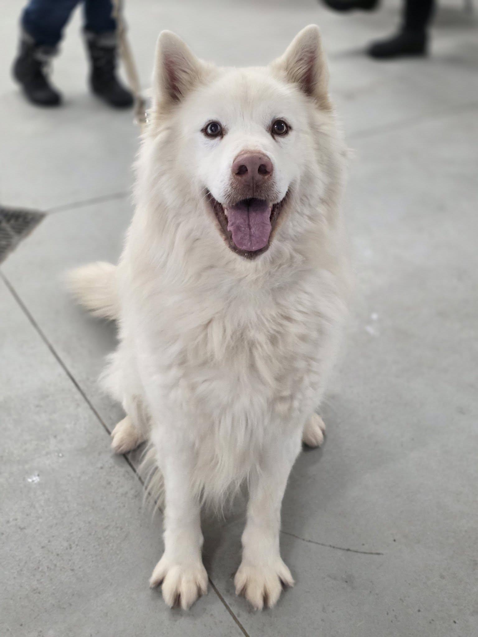 Obie, ADOPTABLE, Adult Male Samoyed & Husky.