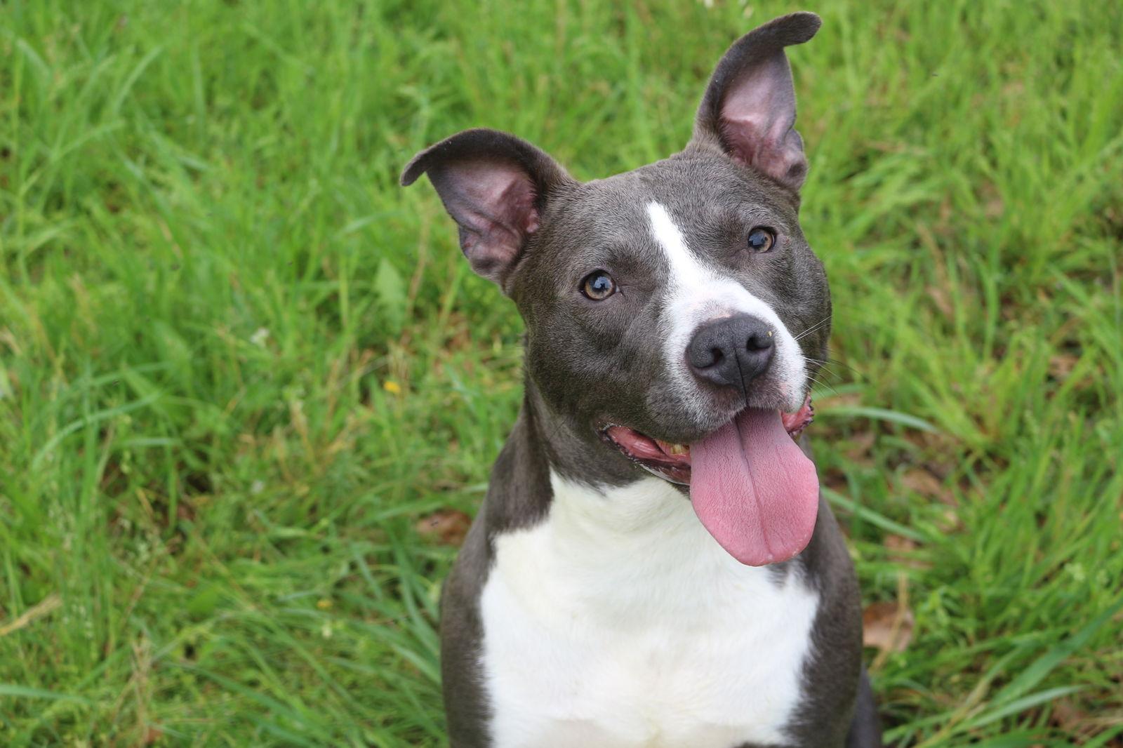 Enlarge Jamison, a Adoptable American Bulldog in Jackson, MS image 1/3