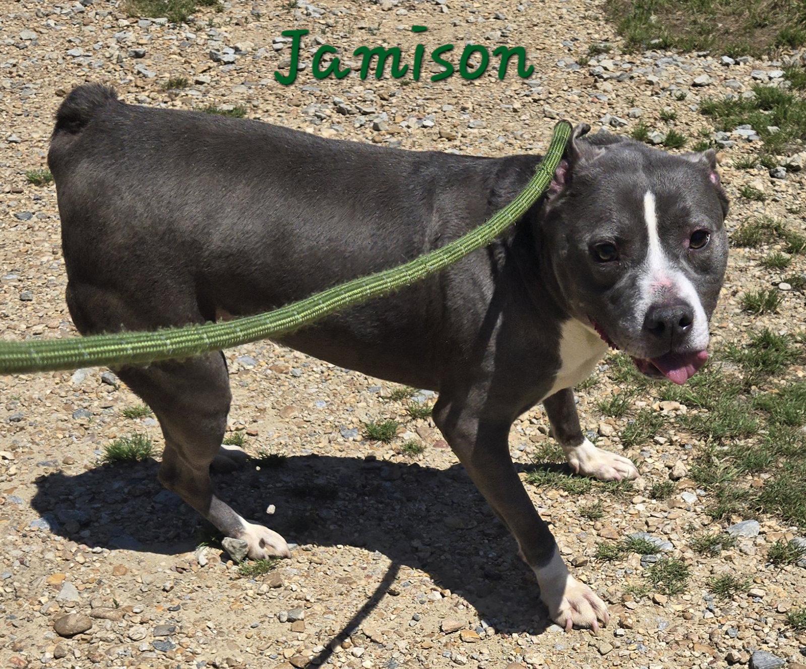 Enlarge Jamison, a Adoptable American Bulldog in Jackson, MS image 2/3