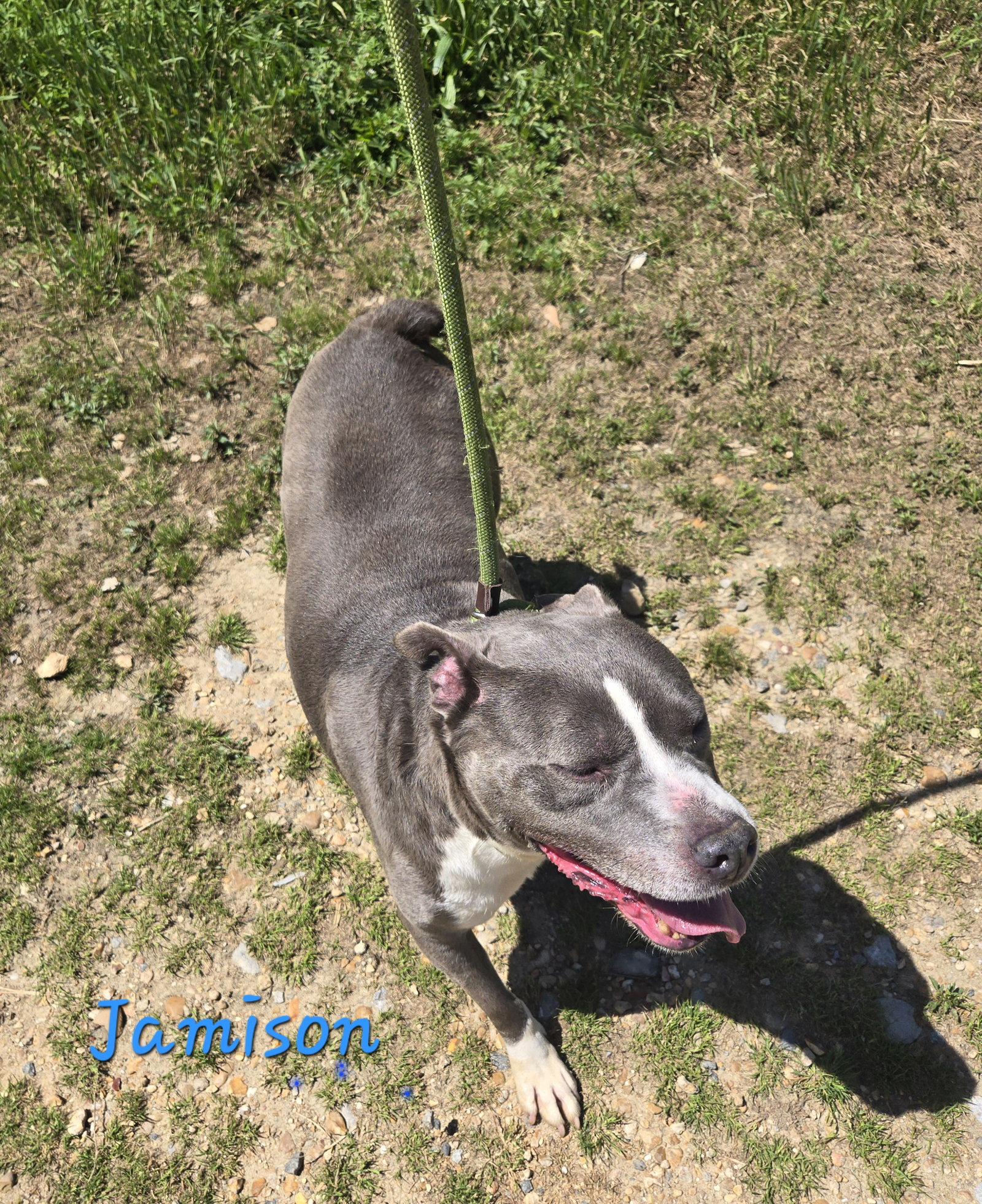 Enlarge Jamison, a Adoptable American Bulldog in Jackson, MS image 3/3