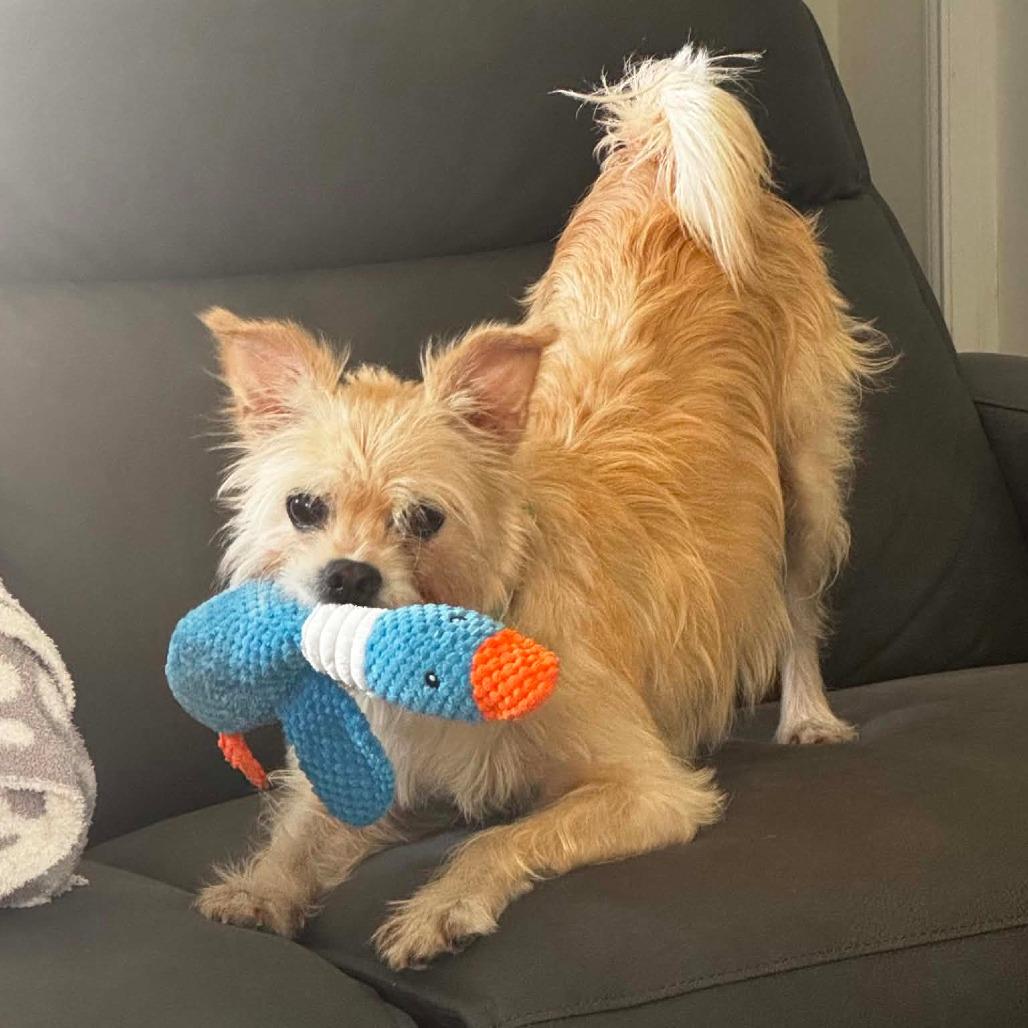 Izzy, Adoptable, Adult Female Terrier & Mixed Breed.