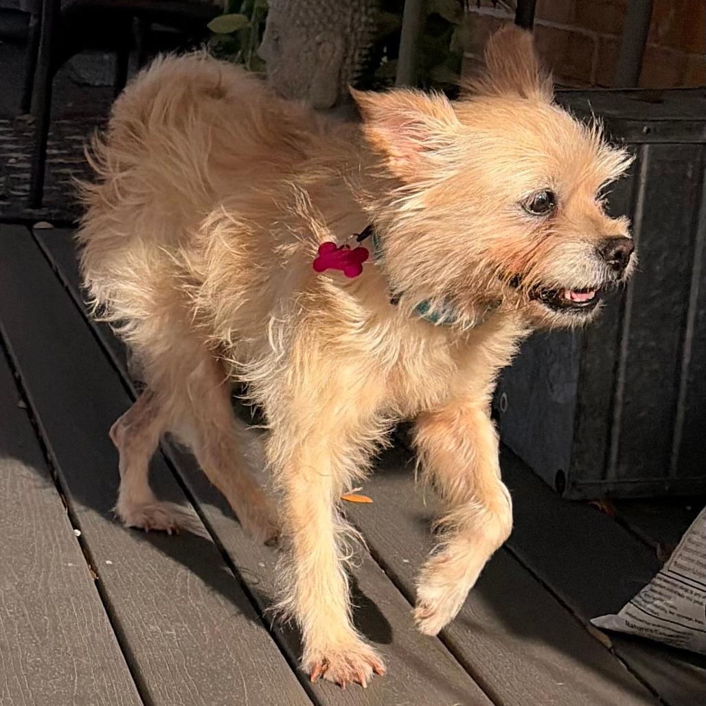 Enlarge Izzy, a Adoptable mixed breed in Houston, TX image 2/4