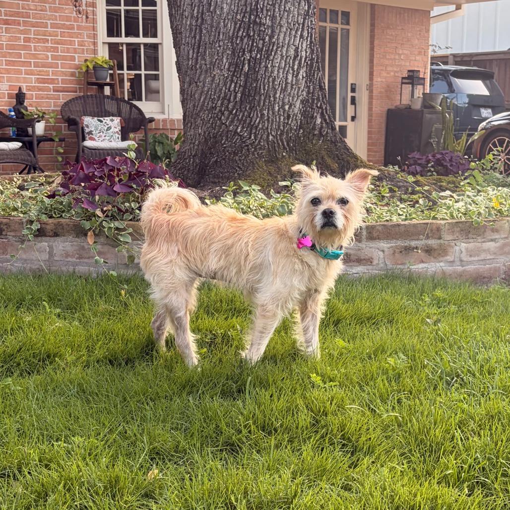 Enlarge Izzy, a Adoptable mixed breed in Houston, TX image 3/4