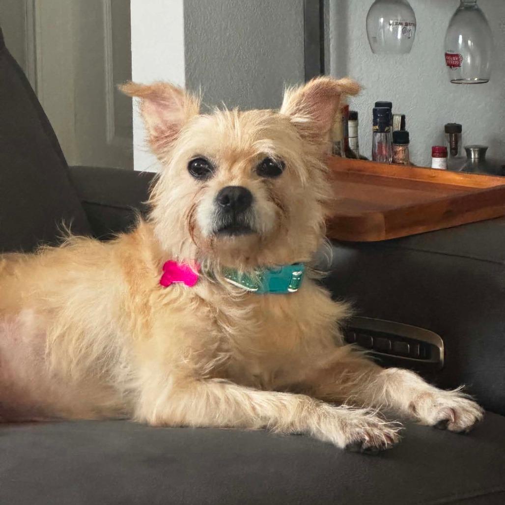 Enlarge Izzy, a Adoptable mixed breed in Houston, TX image 4/4