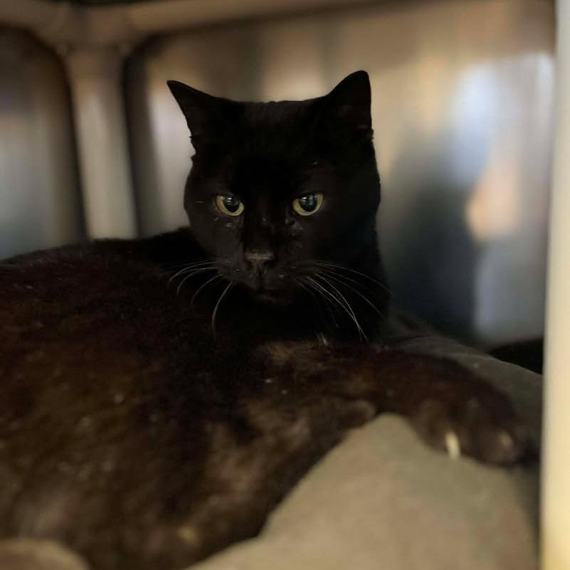 Enlarge Vinny, a Adoptable Domestic Short Hair in Memphis, TN image 1/2