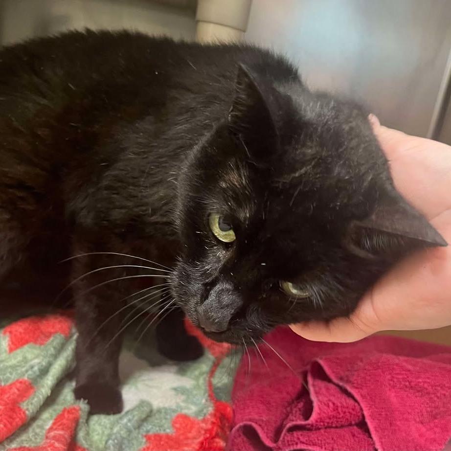 Enlarge Vinny, a Adoptable Domestic Short Hair in Memphis, TN image 2/2