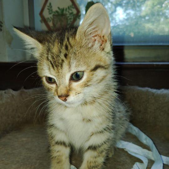 Sahara, Adoptable, Young Female Domestic Short Hair.