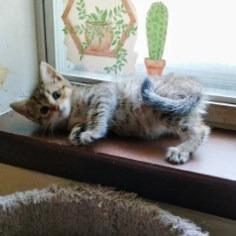 Enlarge Sahara, a Adoptable Domestic Short Hair in Flower Mound, TX image 2/6