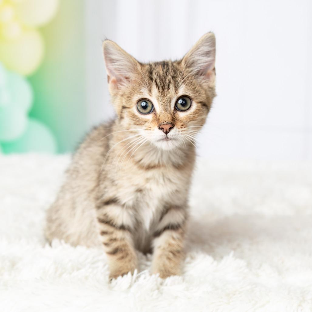 Enlarge Sahara, a Adoptable Domestic Short Hair in Flower Mound, TX image 3/6