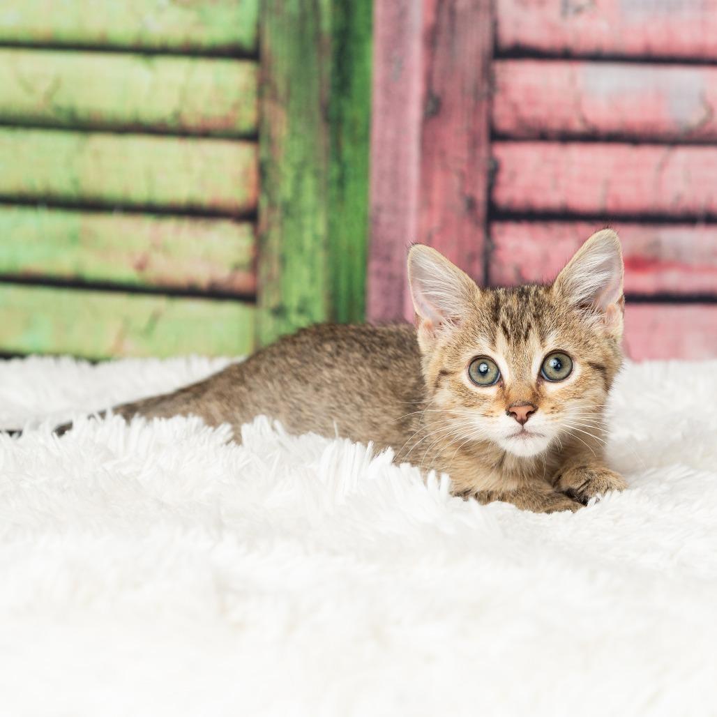 Enlarge Sahara, a Adoptable Domestic Short Hair in Flower Mound, TX image 4/6