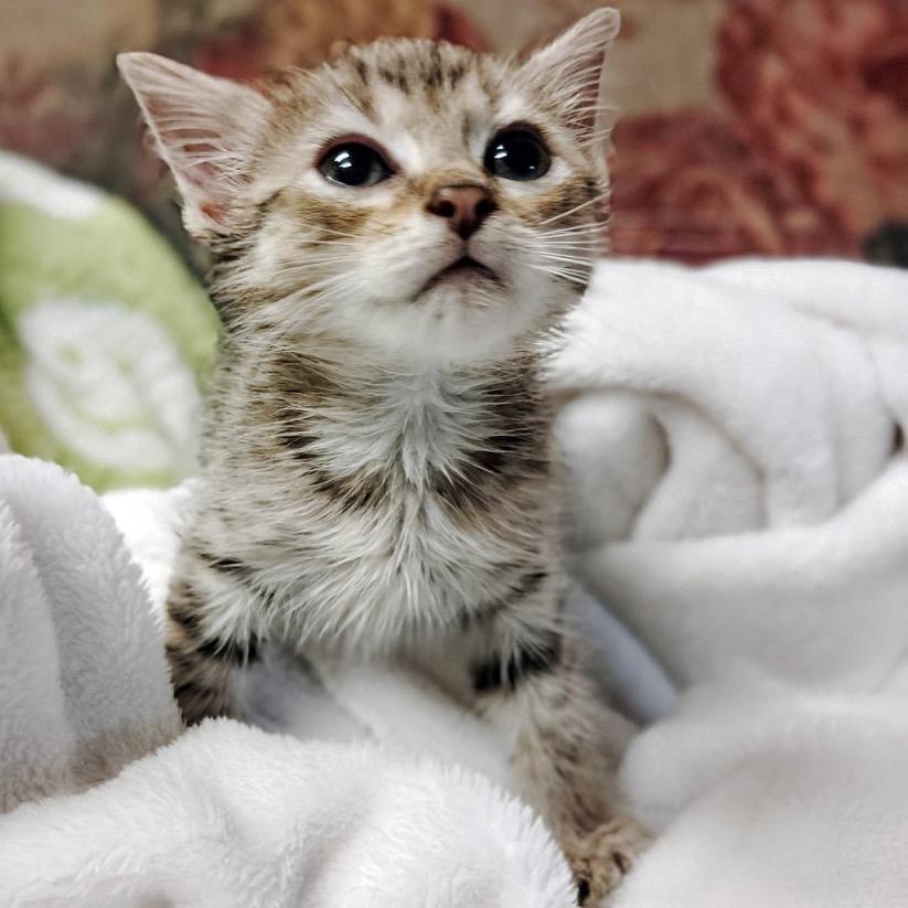 Enlarge Sahara, a Adoptable Domestic Short Hair in Flower Mound, TX image 5/6