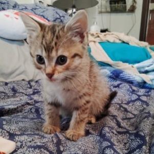 Enlarge Sahara, a Adoptable Domestic Short Hair in Flower Mound, TX image 6/6