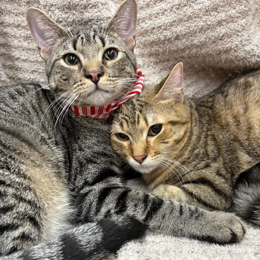 Sahara, a Adoptable Domestic Short Hair in Flower Mound, TX image 6/6