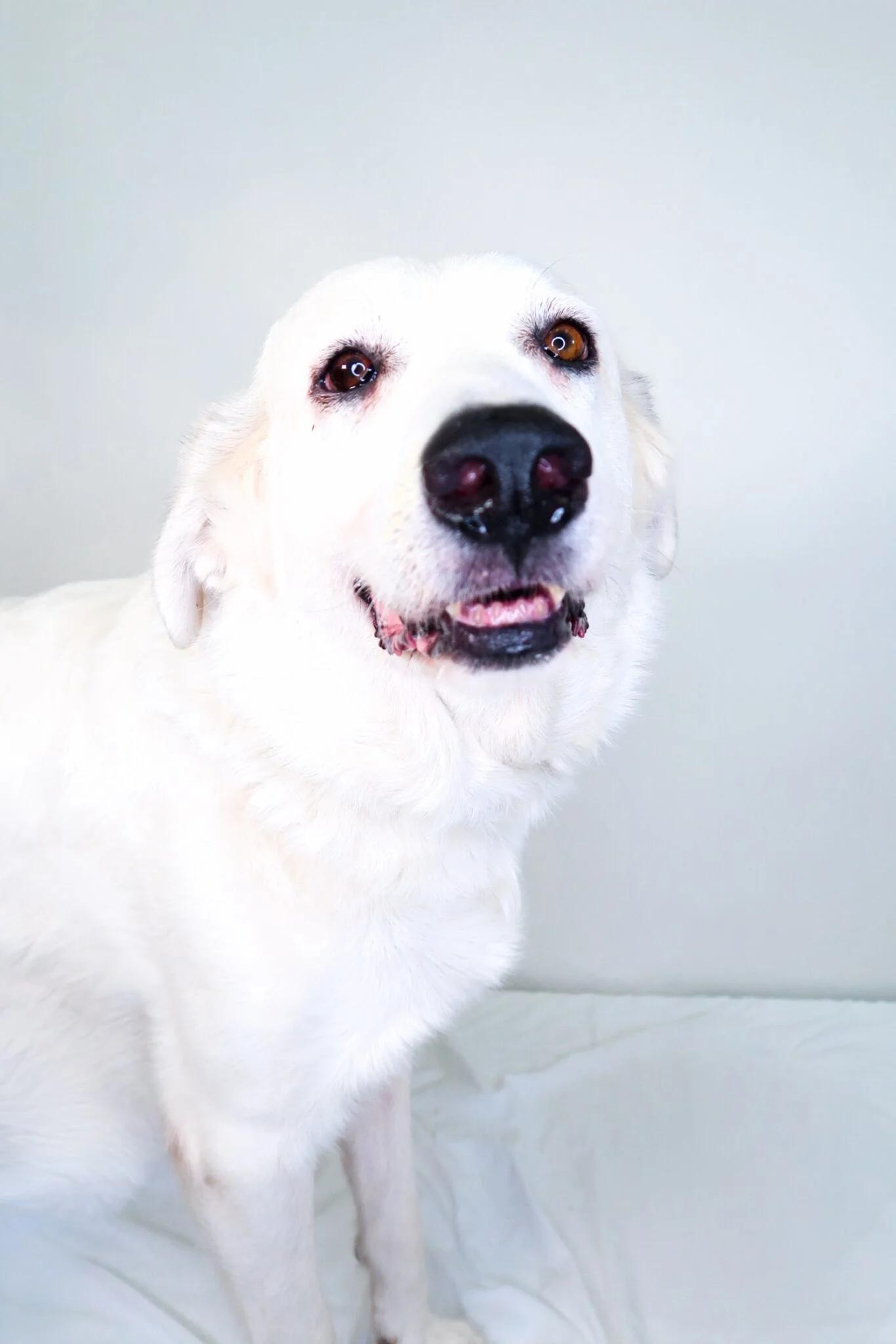 Enlarge Harbor, an adoptable mixed breed in Bixby, OK image 1/5