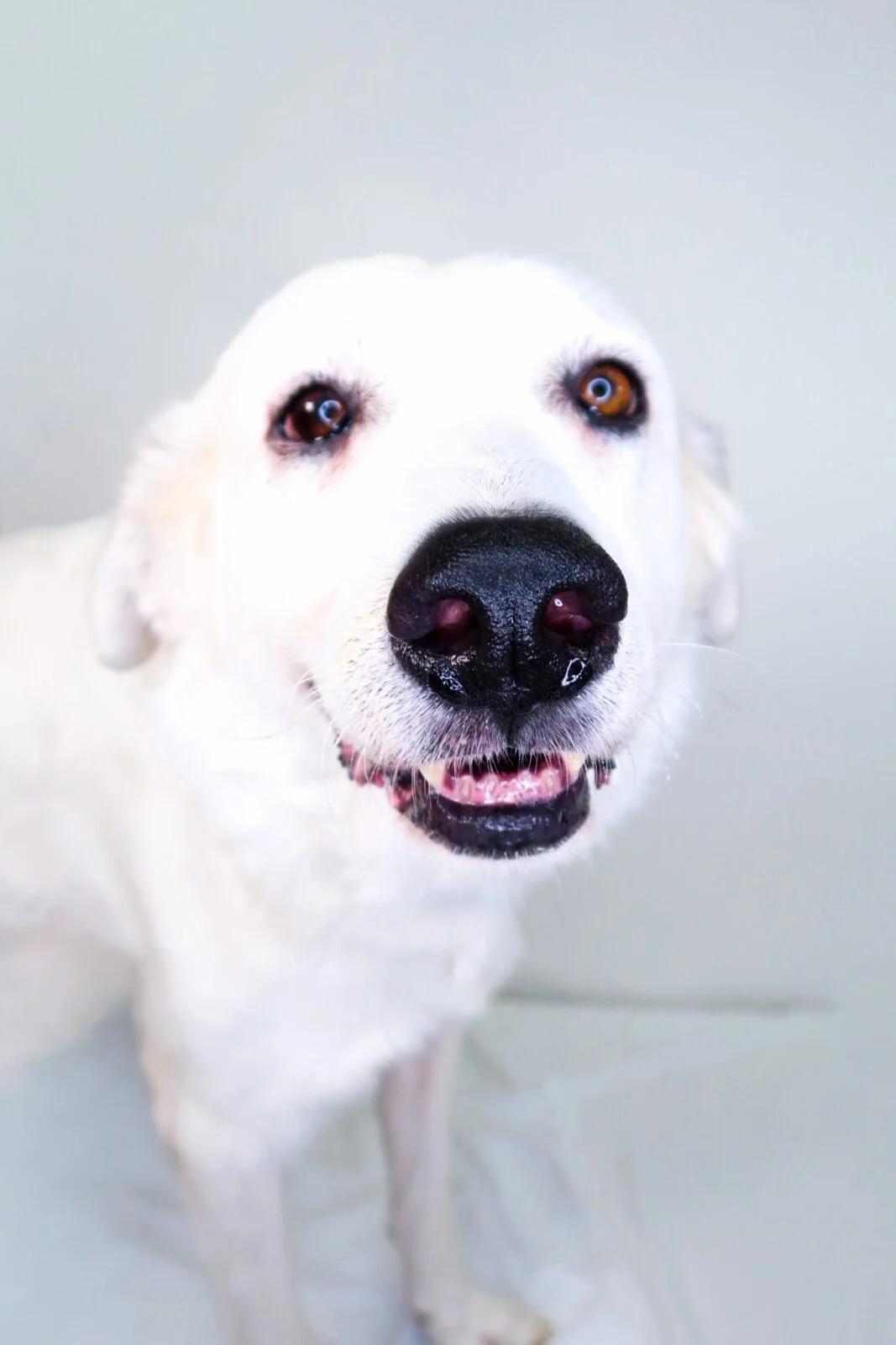 Enlarge Harbor, an adoptable mixed breed in Bixby, OK image 3/5