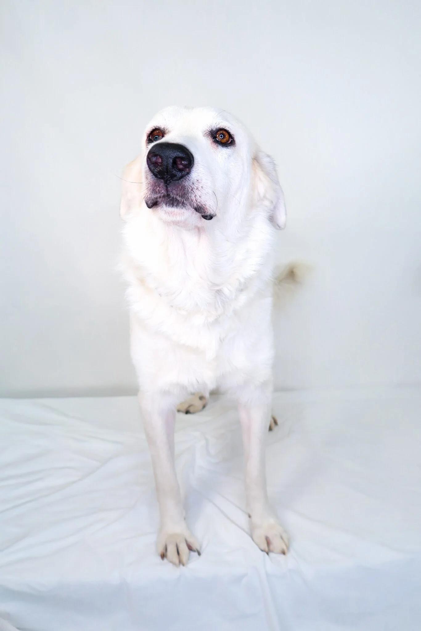 Enlarge Harbor, an adoptable mixed breed in Bixby, OK image 4/5