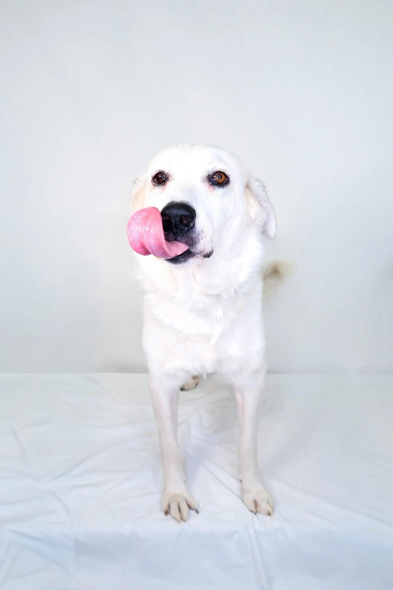 Enlarge Harbor, an adoptable mixed breed in Bixby, OK image 2/5