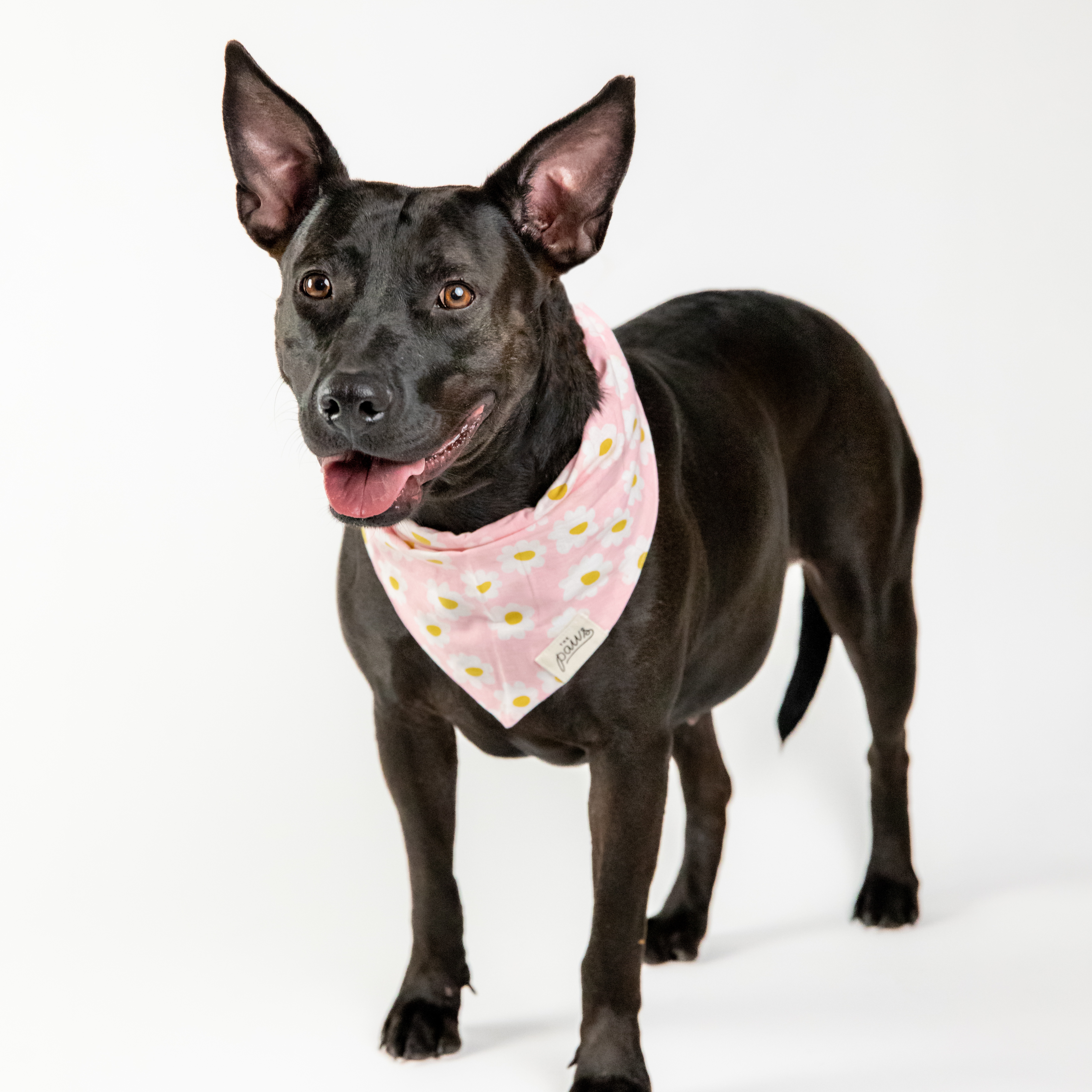 Barbie, a Adoptable mixed breed in Houston, TX image 6/6