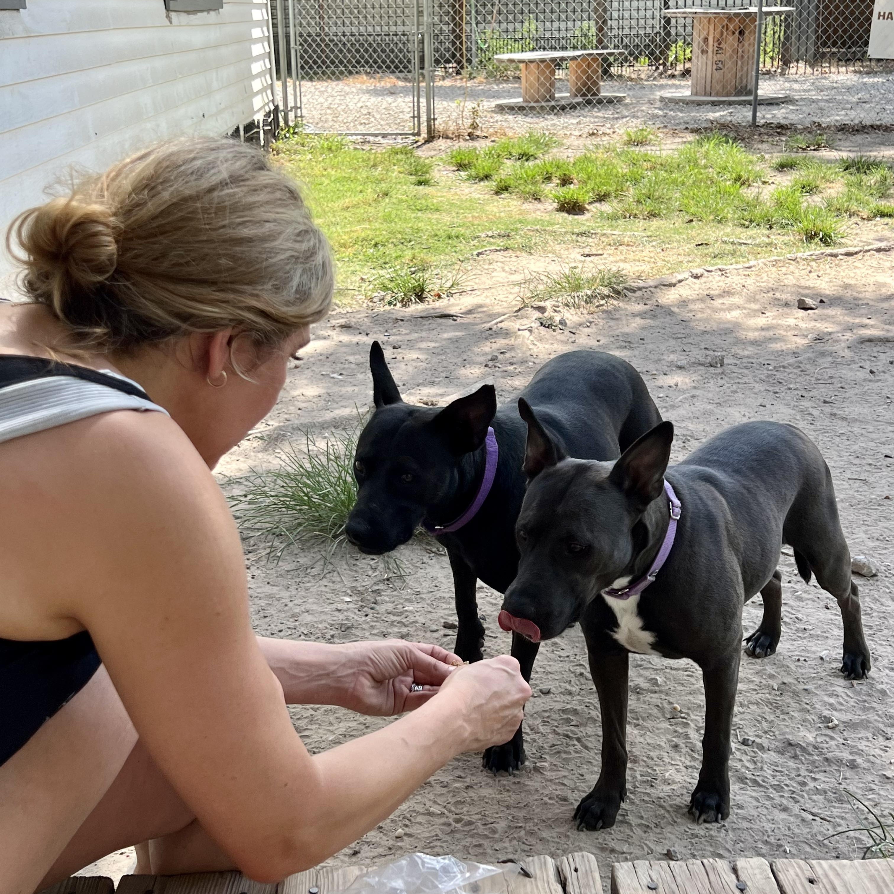 Barbie, a Adoptable mixed breed in Houston, TX image 4/6