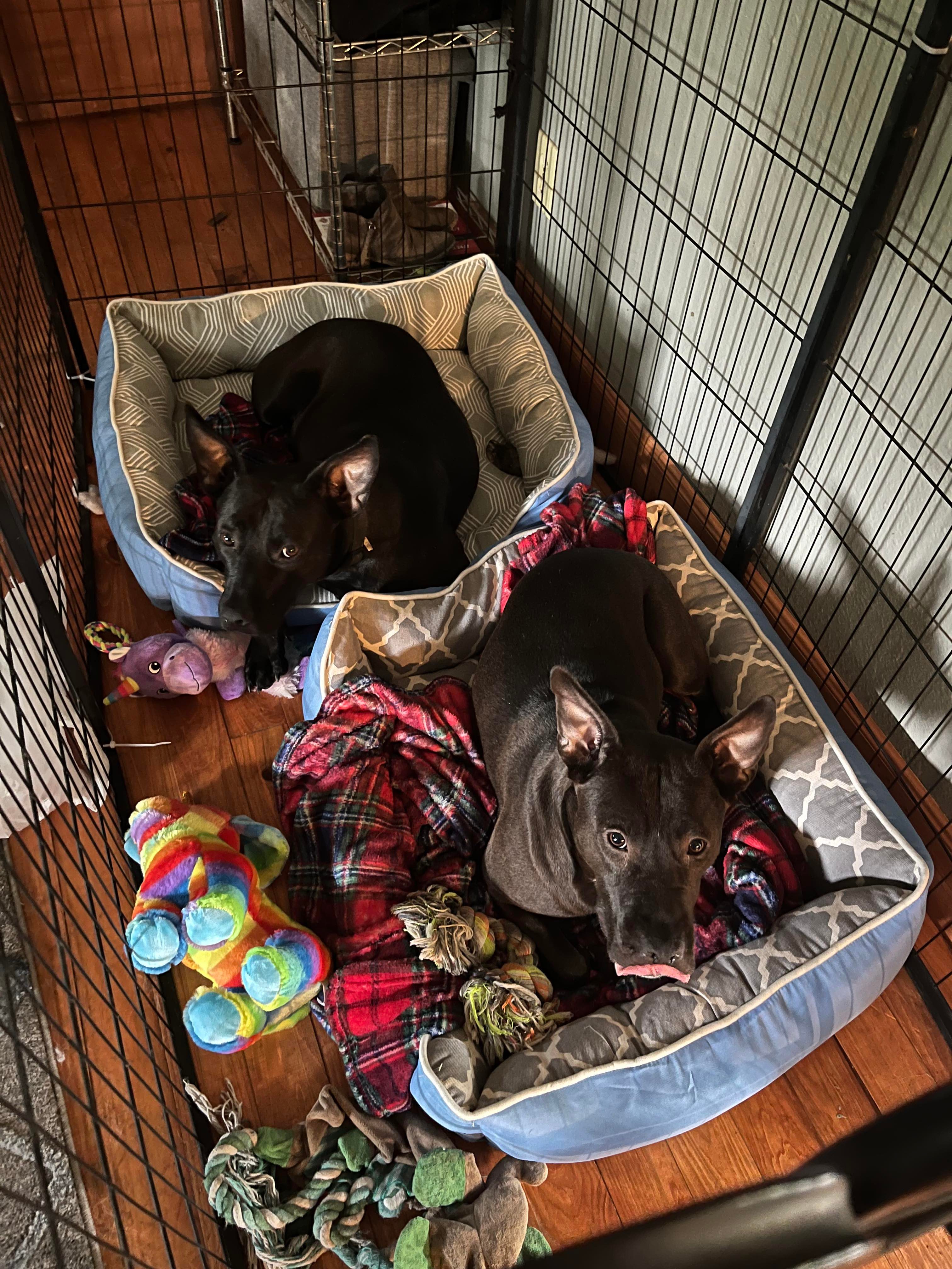 Barbie, a Adoptable mixed breed in Houston, TX image 3/6