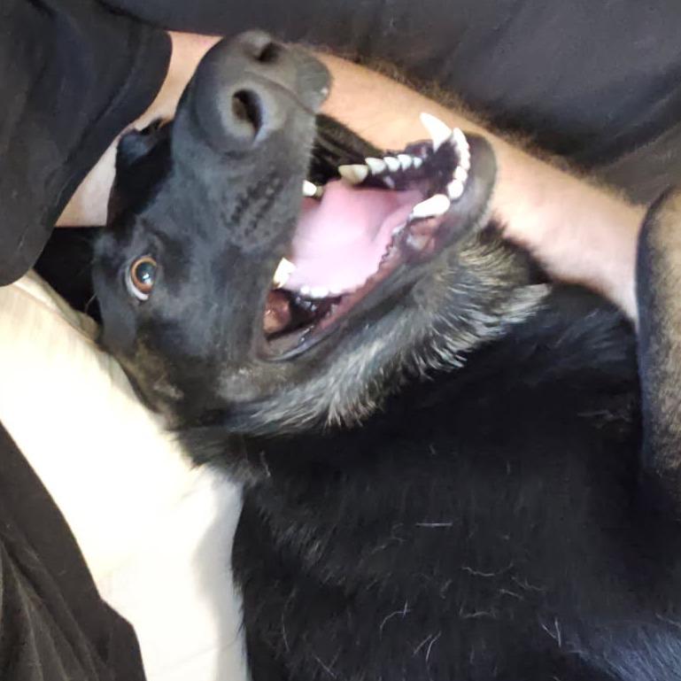 Taco, Adoptable, Adult Female Belgian Shepherd / Malinois.