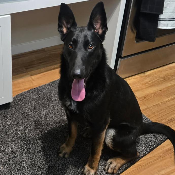 Enlarge Taco, a Adoptable Belgian Shepherd / Malinois in Benton City, WA image 2/2