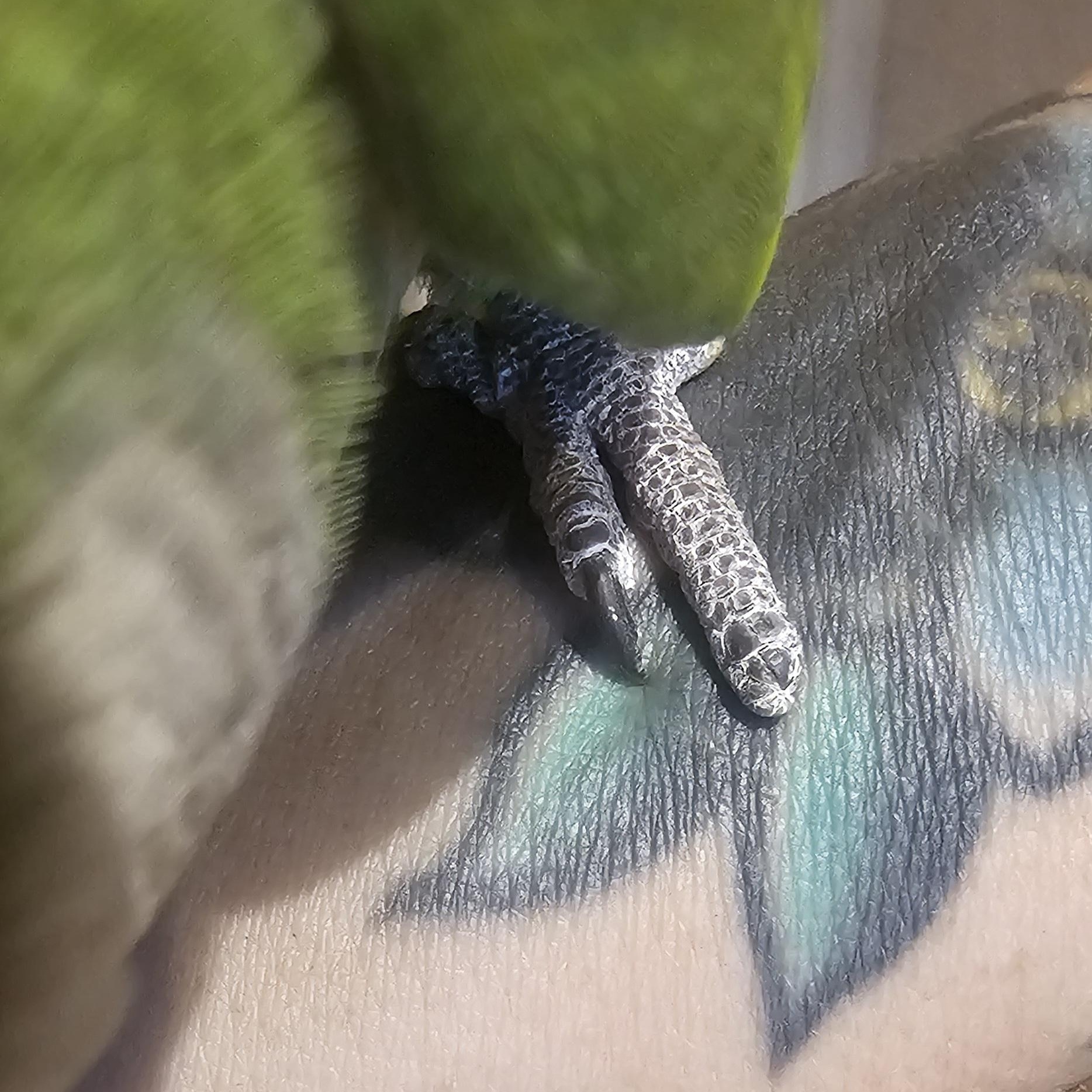 Enlarge Dottie, an adopted Parrot (Other) in Dallas, TX image 5/5