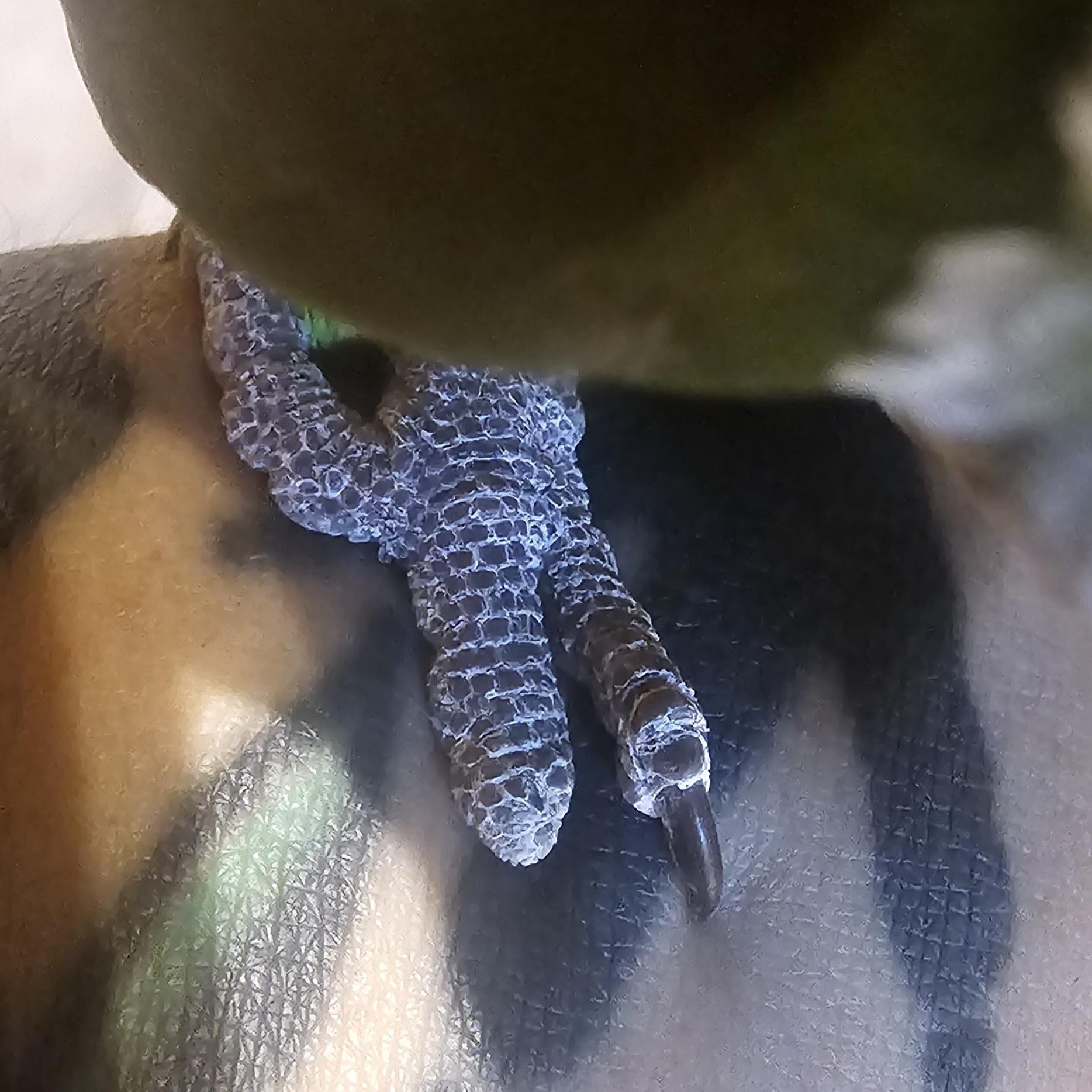 Enlarge Dottie, an adopted Parrot (Other) in Dallas, TX image 4/5