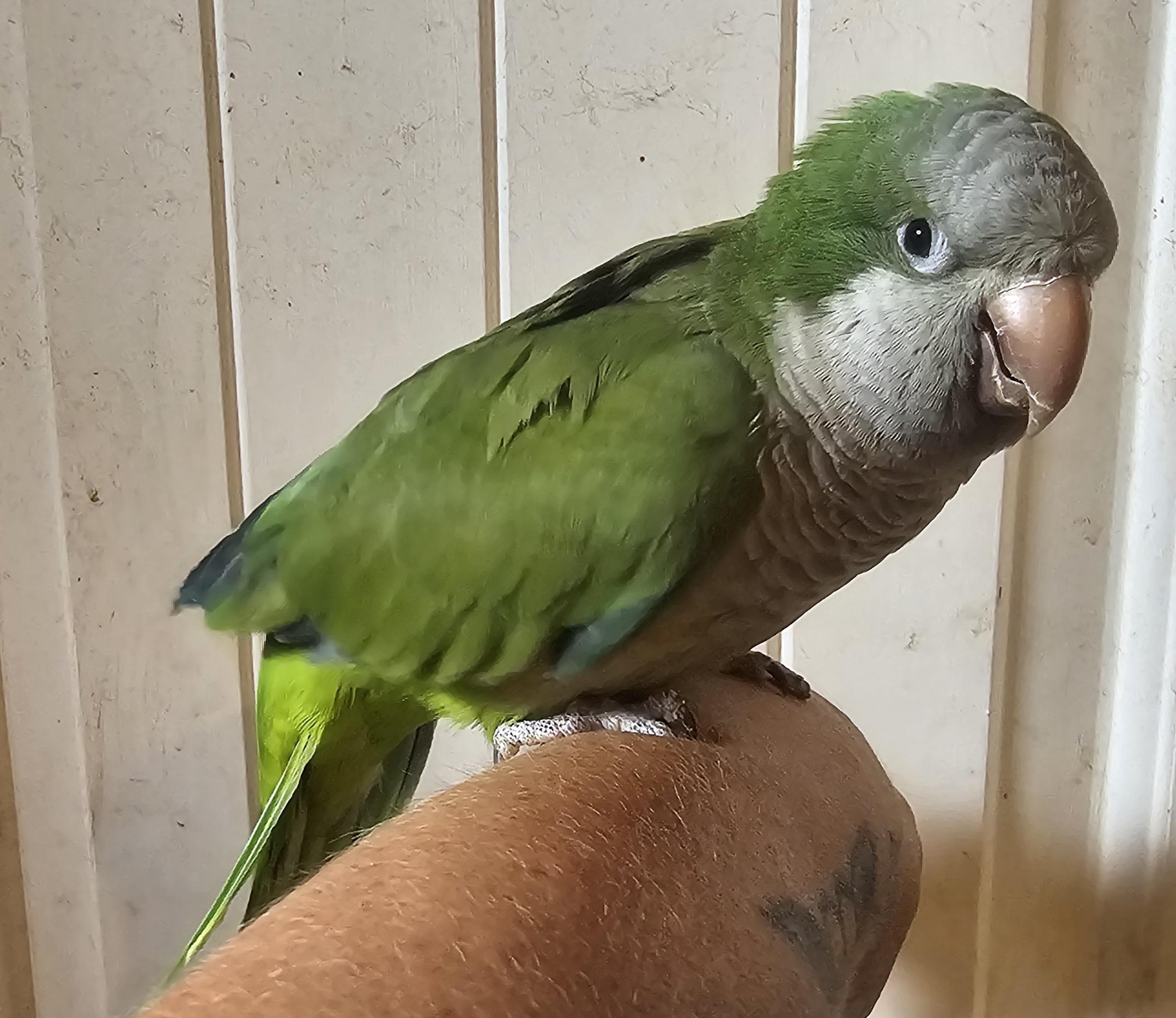 Dottie, adopted, Adult Female Parrot (Other).