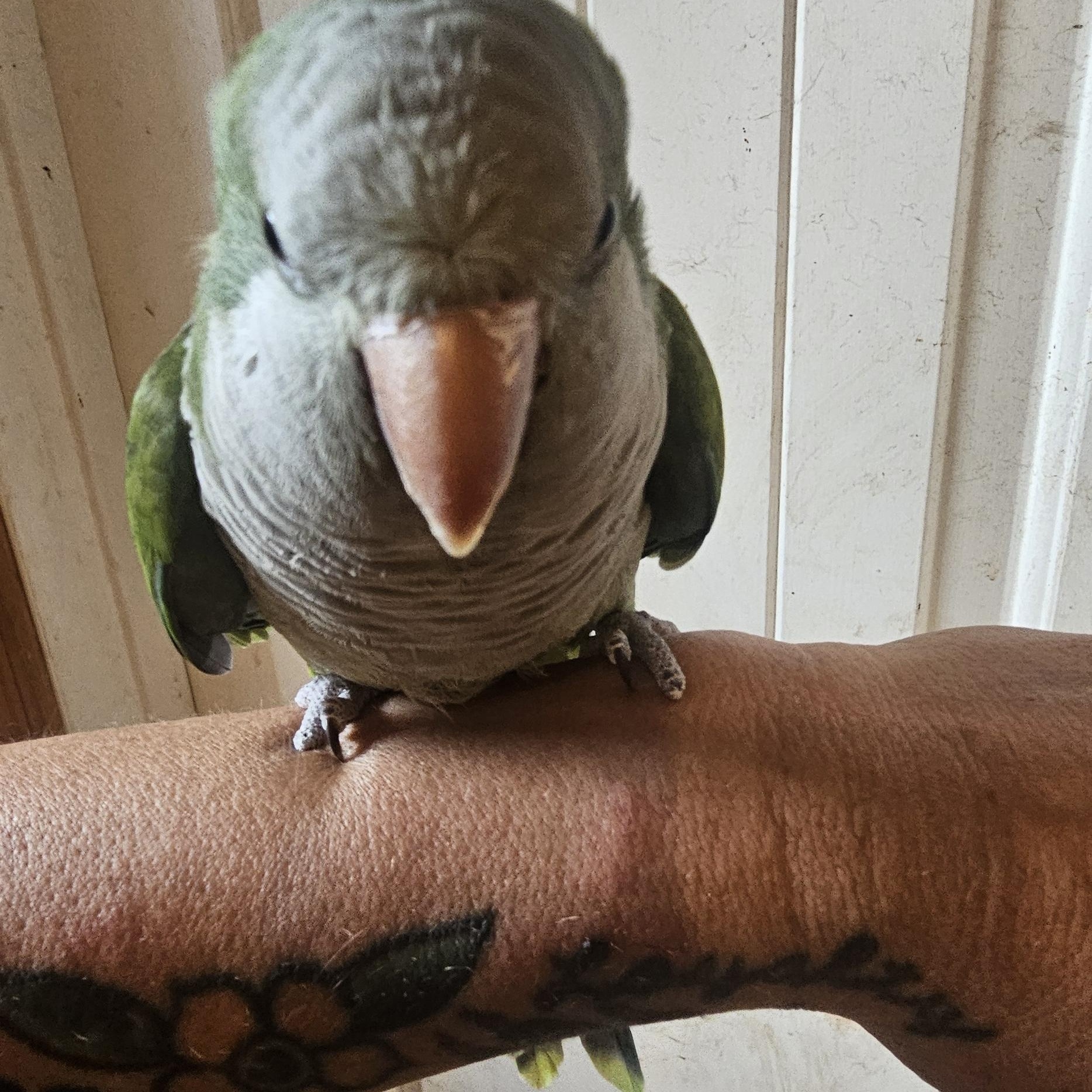 Enlarge Dottie, an adopted Parrot (Other) in Dallas, TX image 2/5