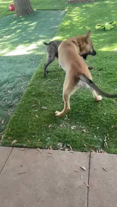 Enlarge Delo Girl, an adopted mixed breed in New Brunswick, NJ video 6/6
