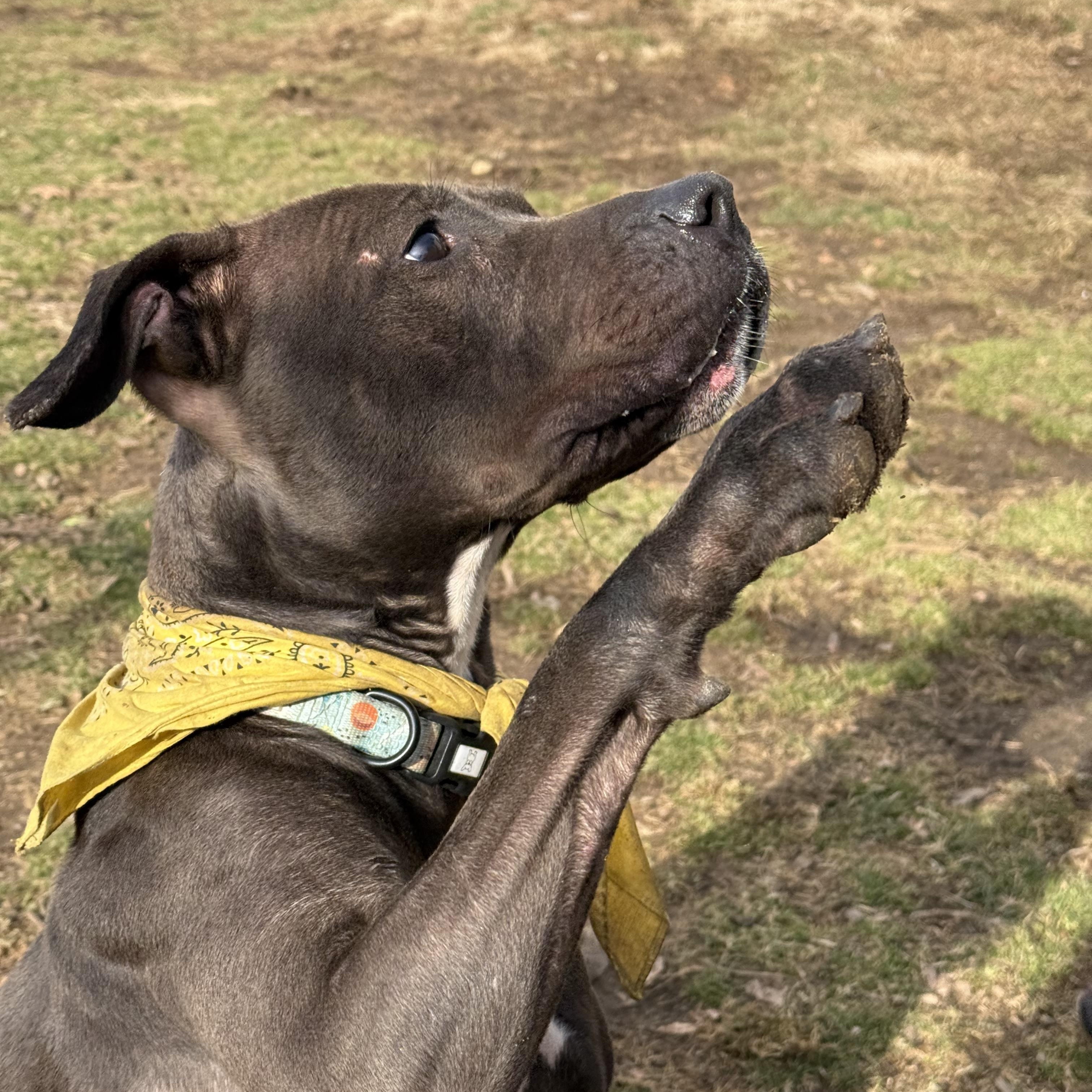 Petunia, a Adoptable mixed breed in Yonkers, NY image 5/5