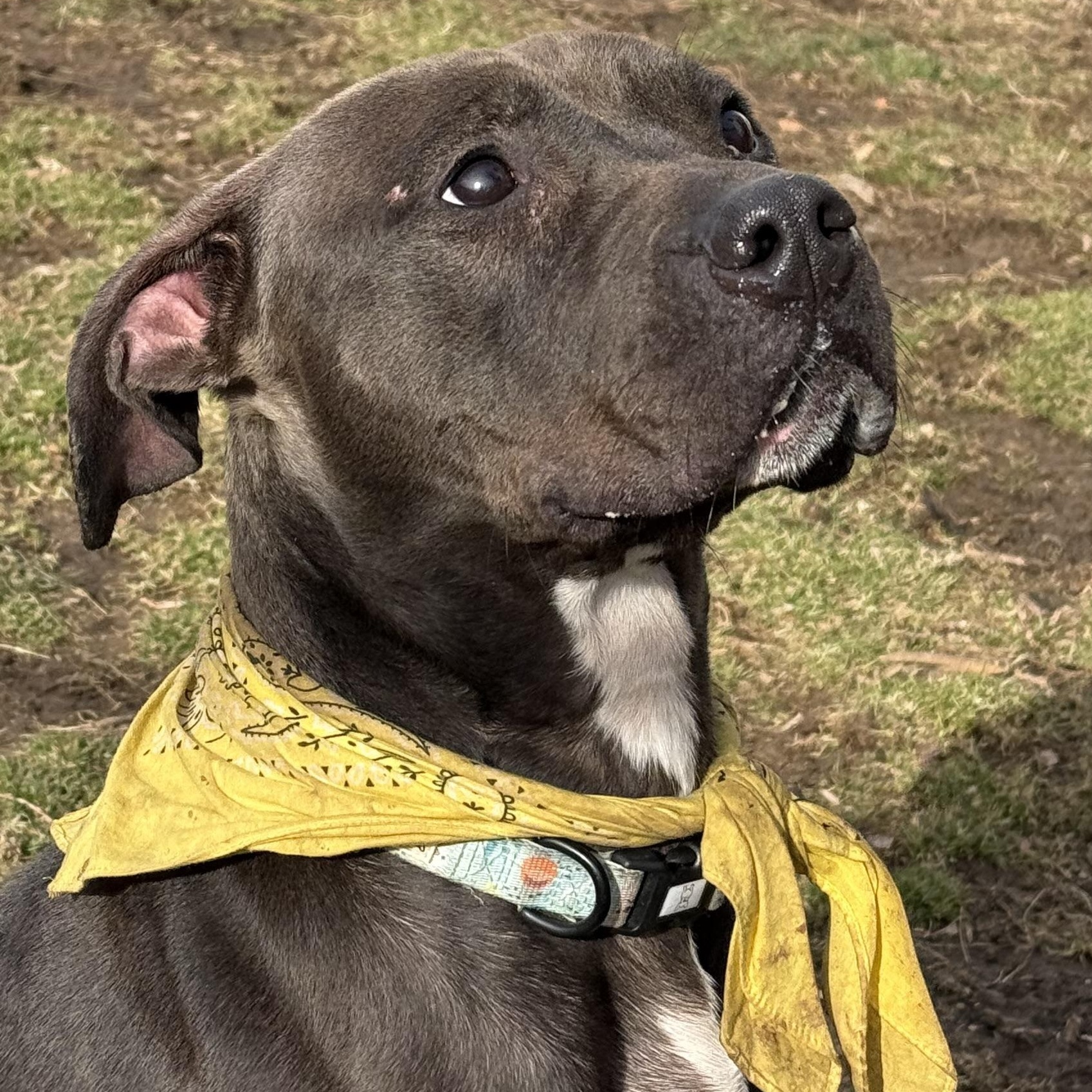 Petunia, a Adoptable mixed breed in Yonkers, NY image 1/5