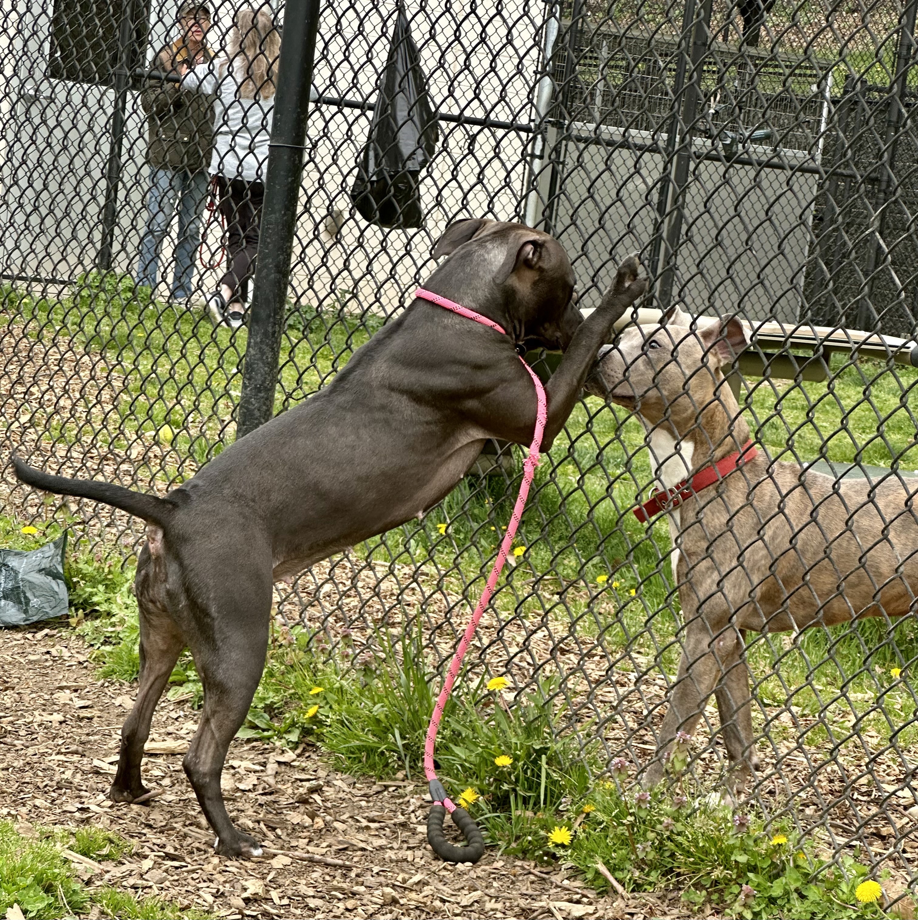Petunia, a Adoptable mixed breed in Yonkers, NY image 3/5